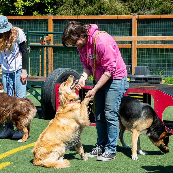 Dog training outlet boarding