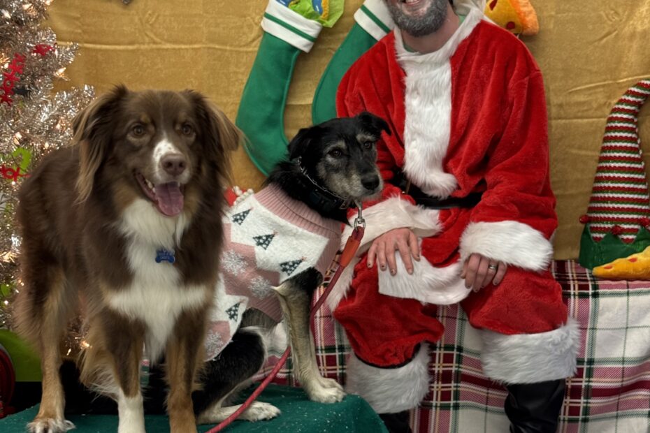 Getting a dog at Christmas