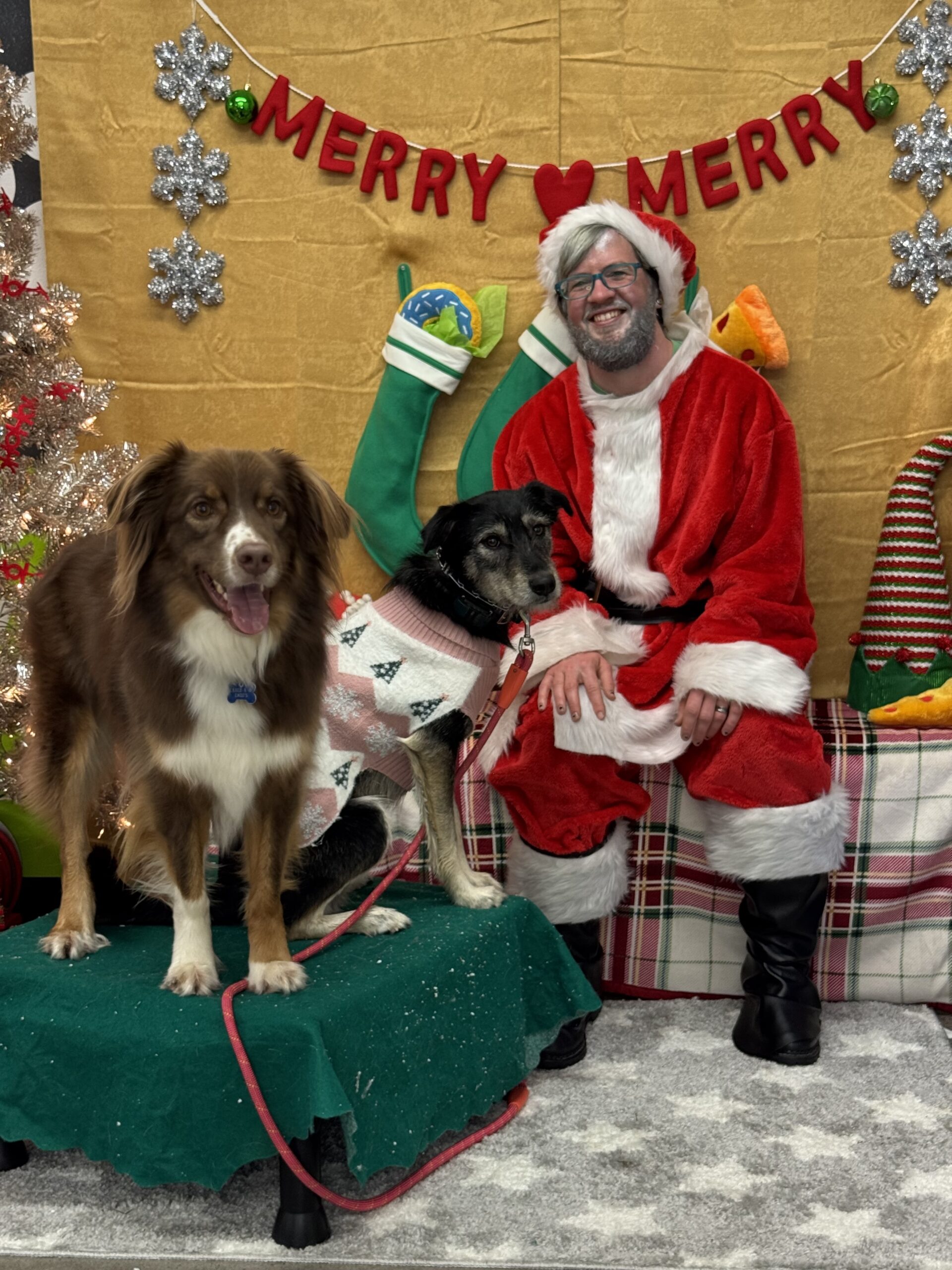 Getting a dog at Christmas